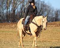 ranch-versatility-quarter-horse