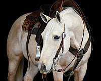 ranch-work-quarter-horse