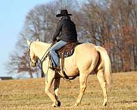 roping-quarter-horse