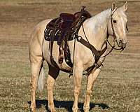 show-quarter-horse