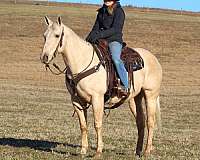 trail-riding-quarter-horse