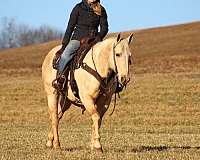 western-riding-quarter-horse