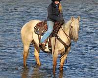 working-cattle-quarter-horse