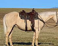 palomino-quarter-horse-gelding