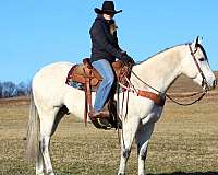 ranch-versatility-quarter-horse