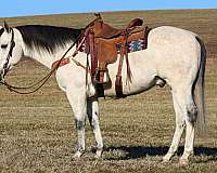 ranch-work-quarter-horse