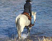 ridden-english-quarter-horse