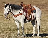 ridden-western-quarter-horse