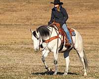 grey-quarter-horse-gelding