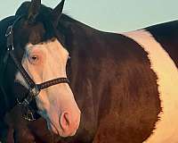 athletic-quarter-horse