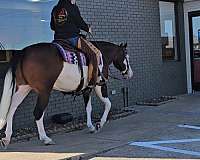 ranch-versatility-quarter-horse