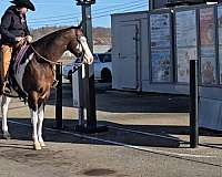 ranch-work-quarter-horse