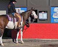 reining-quarter-horse