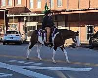 ridden-western-quarter-horse