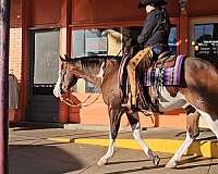 roping-quarter-horse