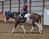 working-cattle-quarter-horse