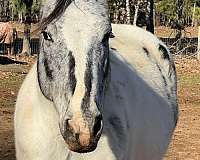 ranch-appaloosa-paint-horse