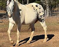 trail-riding-appaloosa-paint-horse