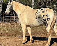 appaloosa-paint