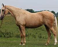 palomino-blaze-horse