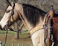 buckskin-none-horse