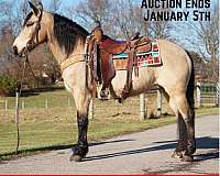 buckskin-white-cross-horse