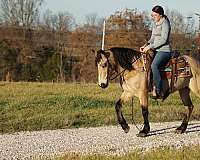 buckskin-mare-for-sale