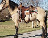 buckskin-quarter-horse-mare