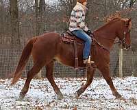 buckskin-none-horse