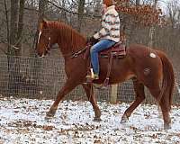 buckskin-quarter-horse-mare