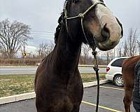 athletic-draft-horse