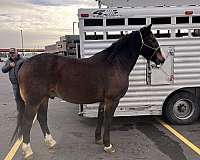 draft-horse