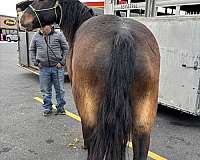 mounted-patrol-draft-horse