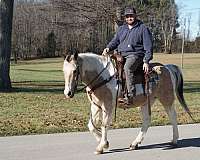 beginner-safe-quarter-horse