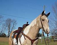 ranch-work-quarter-horse