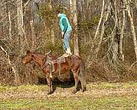 buckskin-tobiano-4-stockings-horse