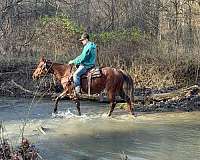 beginner-safe-quarter-horse