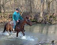 ranch-work-quarter-horse