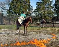 family-horse-quarter