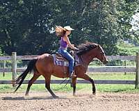 ranch-work-quarter-horse