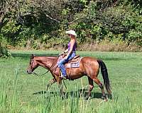 beginner-quarter-horse