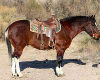 bay-tobiano-4-stockings-horse