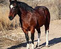 ranch-work-quarter-horse