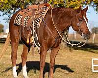 quarter-horse