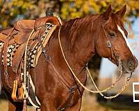 ranch-work-quarter-horse