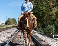 family-horse-quarter