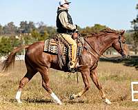 athletic-quarter-horse