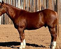 ranch-work-quarter-horse