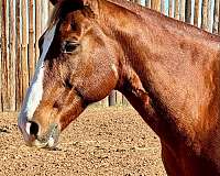 beginner-safe-quarter-horse