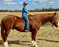 athletic-quarter-horse